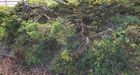 Kletterbaum auf dem Schulhof